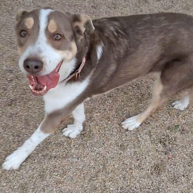 Cutie, a Adoptable mixed breed in Phoenix, AZ image 3/5