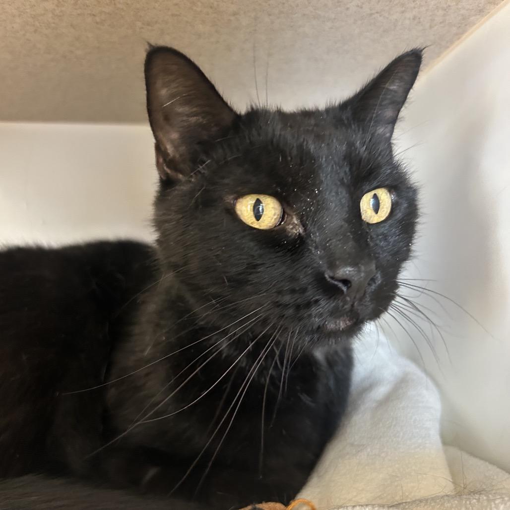 Jake Break, Adoptable, Senior Male Domestic Short Hair.