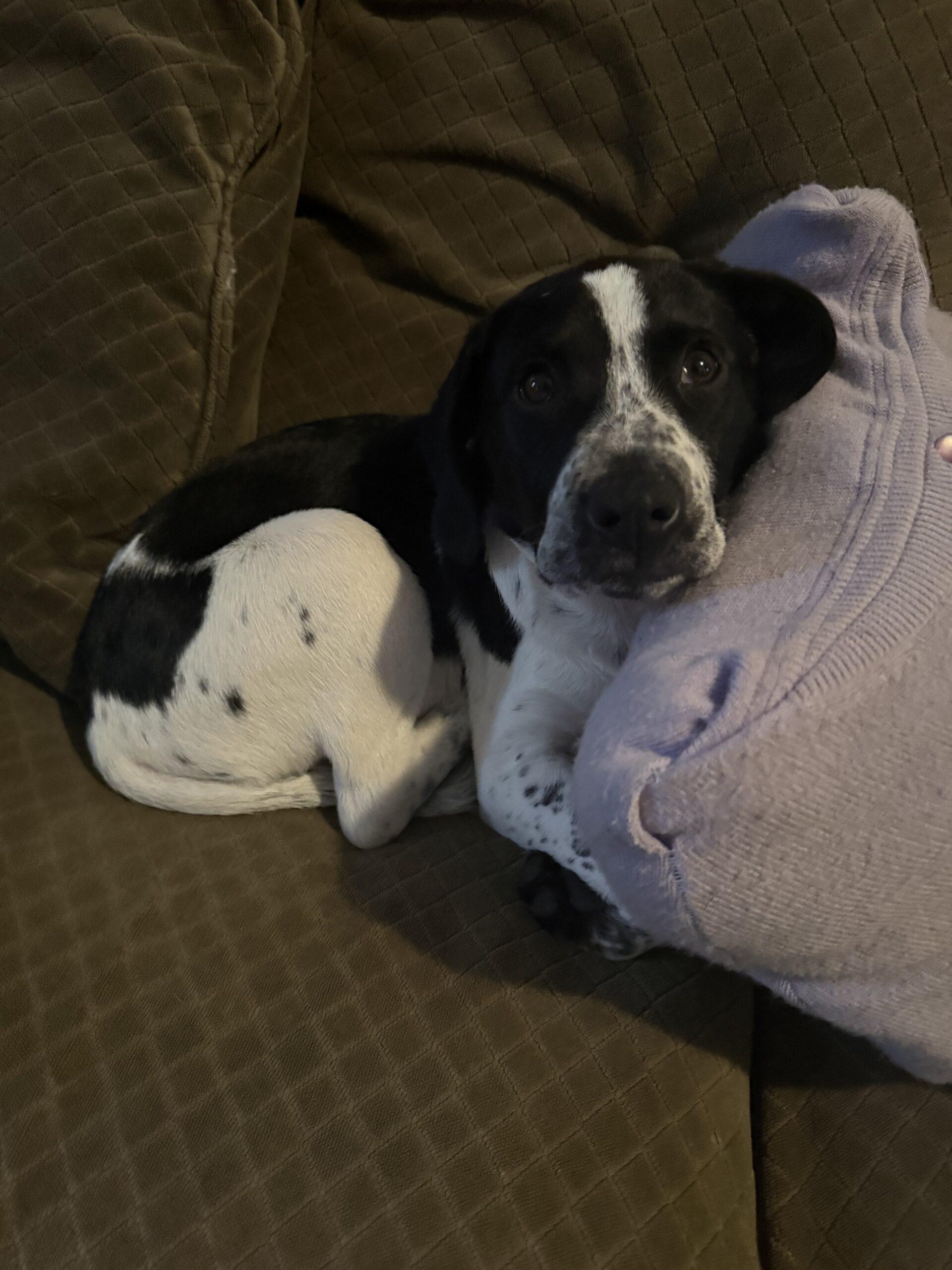 Marshall thumbnail 3