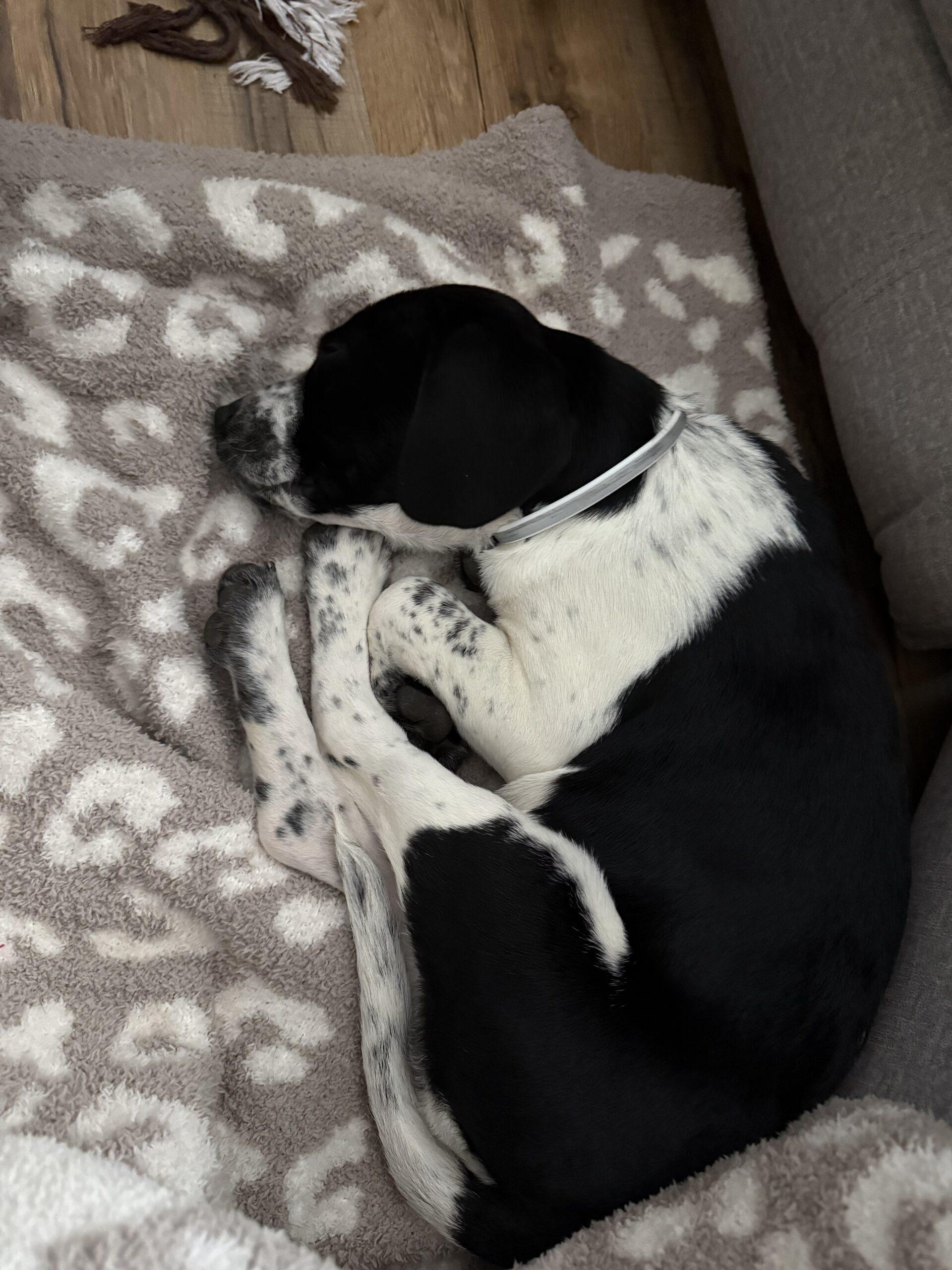 Marshall thumbnail 4