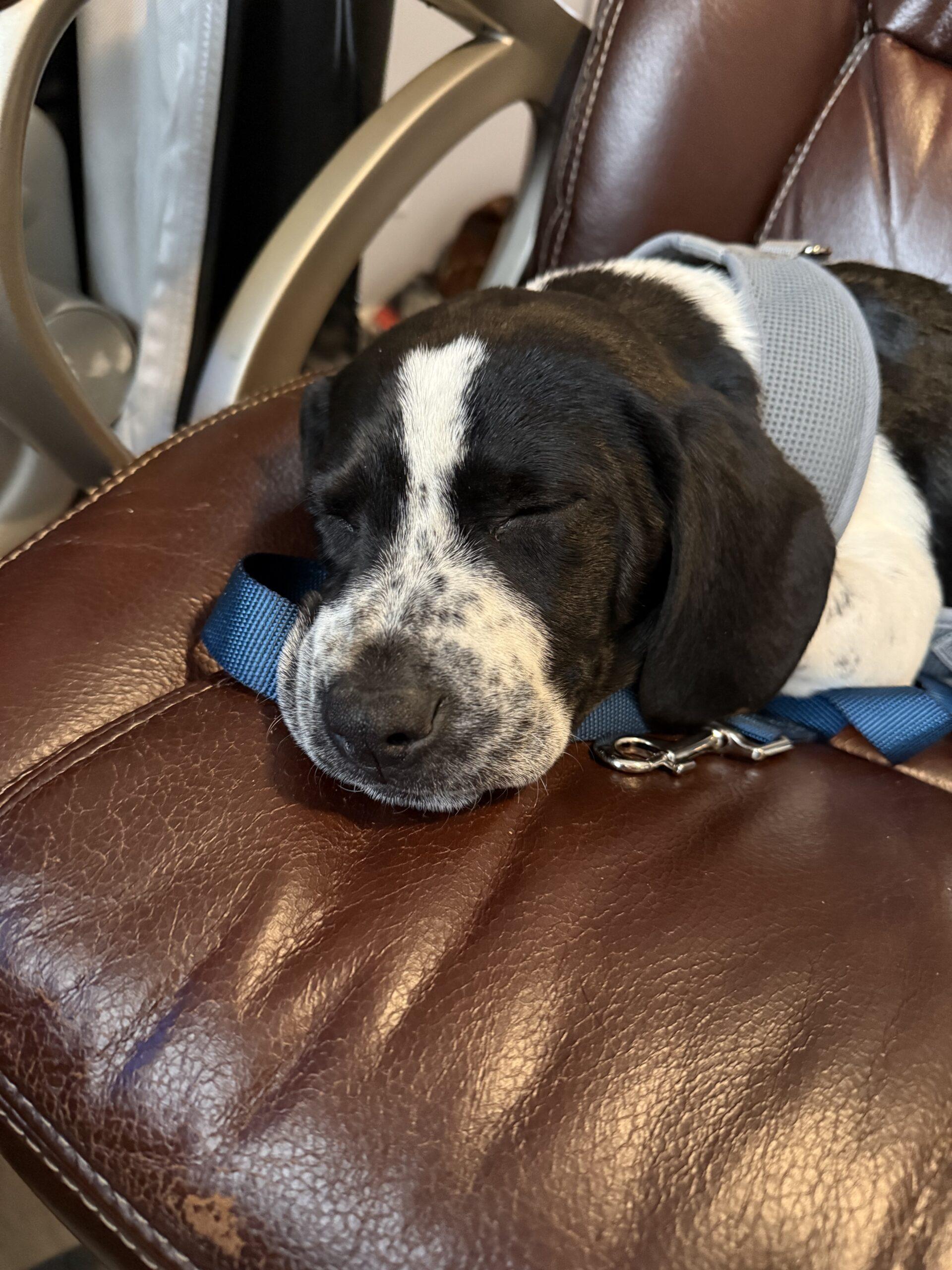 Marshall thumbnail 5