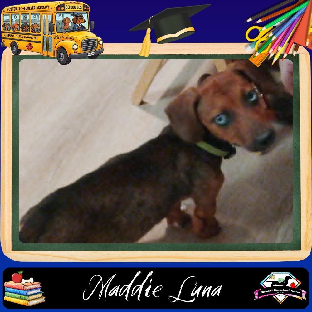 Maddie Luna, a Adoptable Dachshund in San Antonio, TX image 1/3
