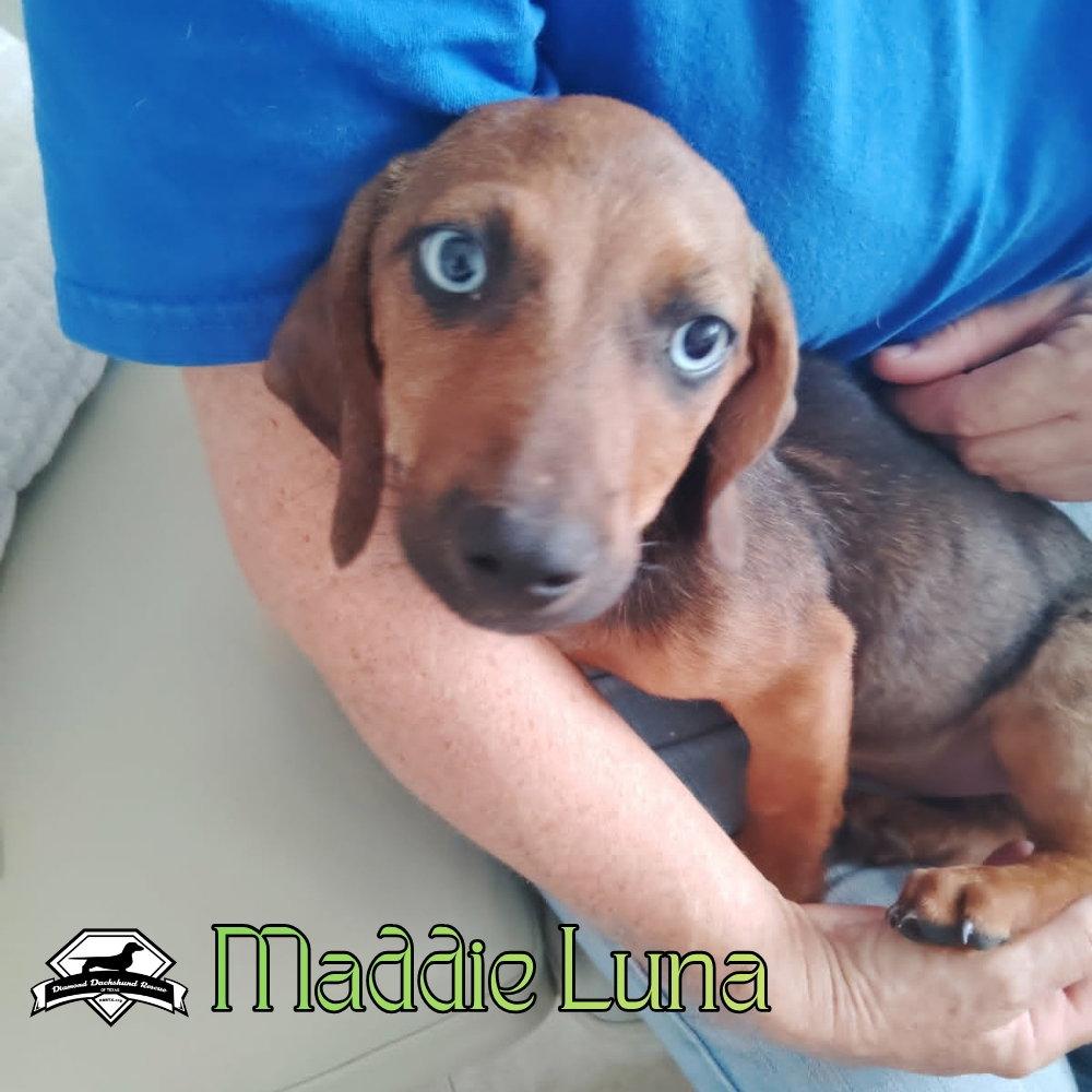 Maddie Luna, Adoptable, Young Female Dachshund.