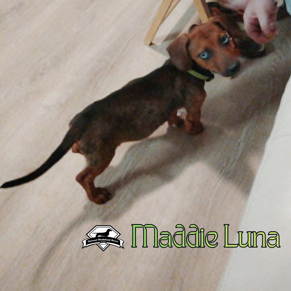 Enlarge Maddie Luna, a Adoptable Dachshund in San Antonio, TX image 2/3