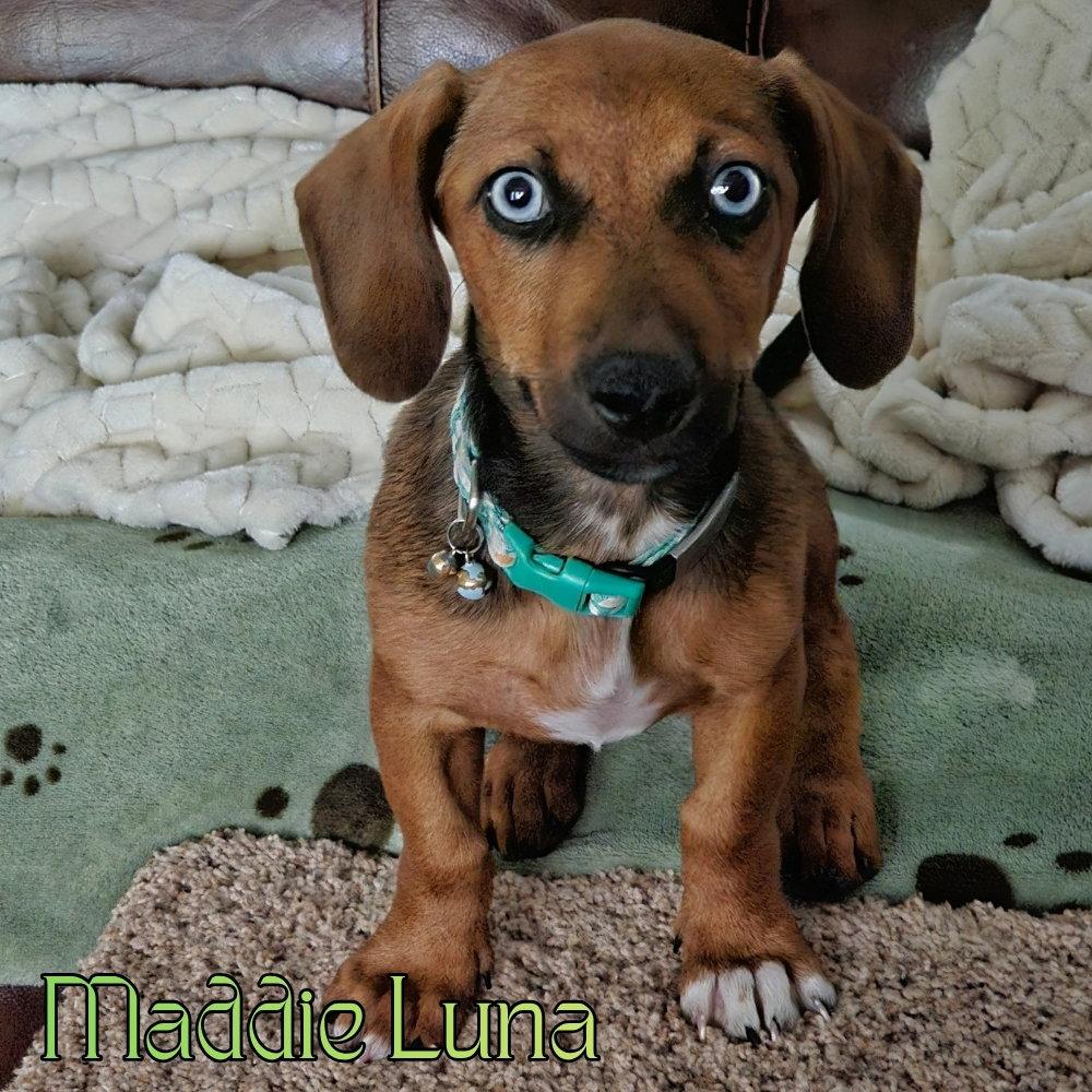 Maddie Luna, a Adoptable Dachshund in San Antonio, TX image 2/3
