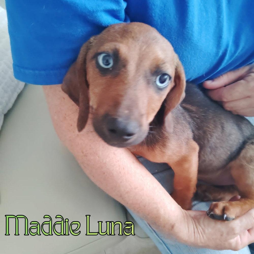 Maddie Luna, a Adoptable Dachshund in San Antonio, TX image 3/3