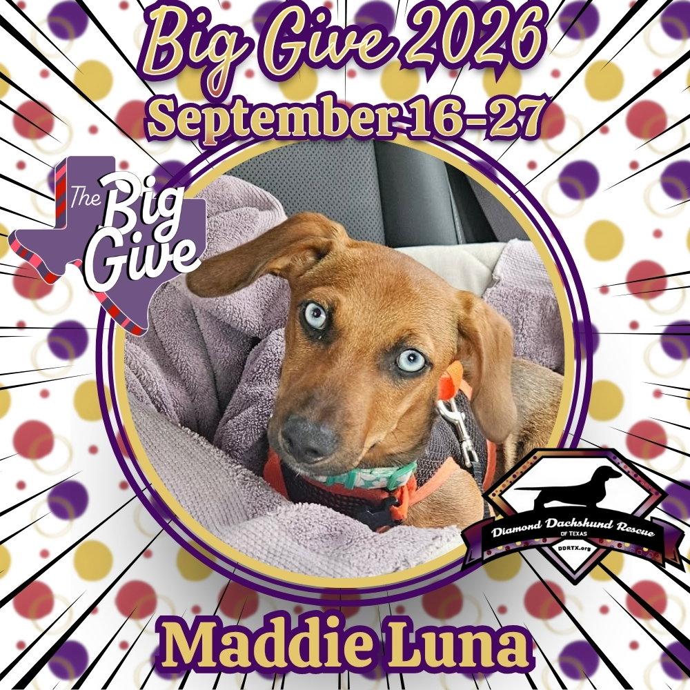 Enlarge Maddie Luna, a Adoptable Dachshund in San Antonio, TX image 3/3
