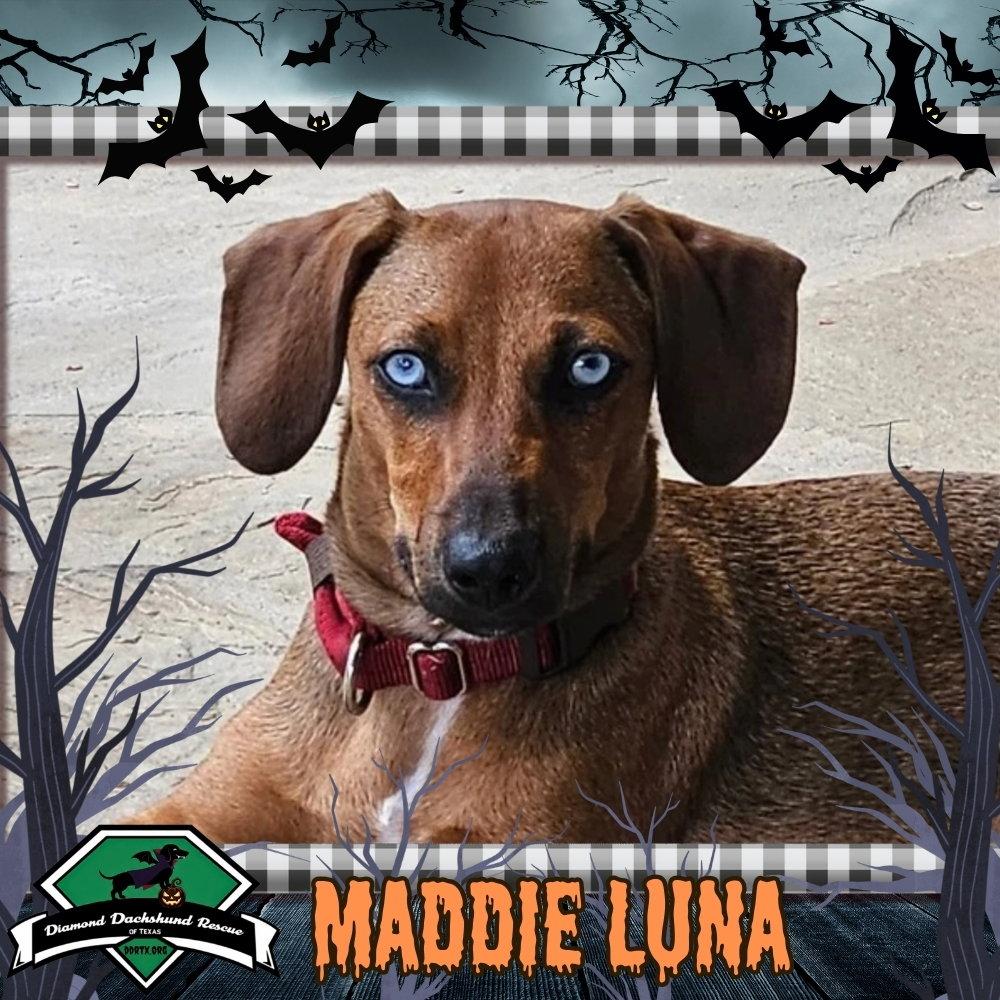 Enlarge Maddie Luna, a Adoptable Dachshund in San Antonio, TX image 3/3