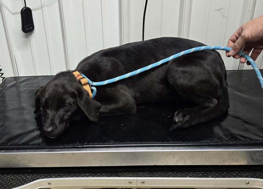 Enlarge Jolene, a Adoptable mixed breed in Waverly, OH image 1/1