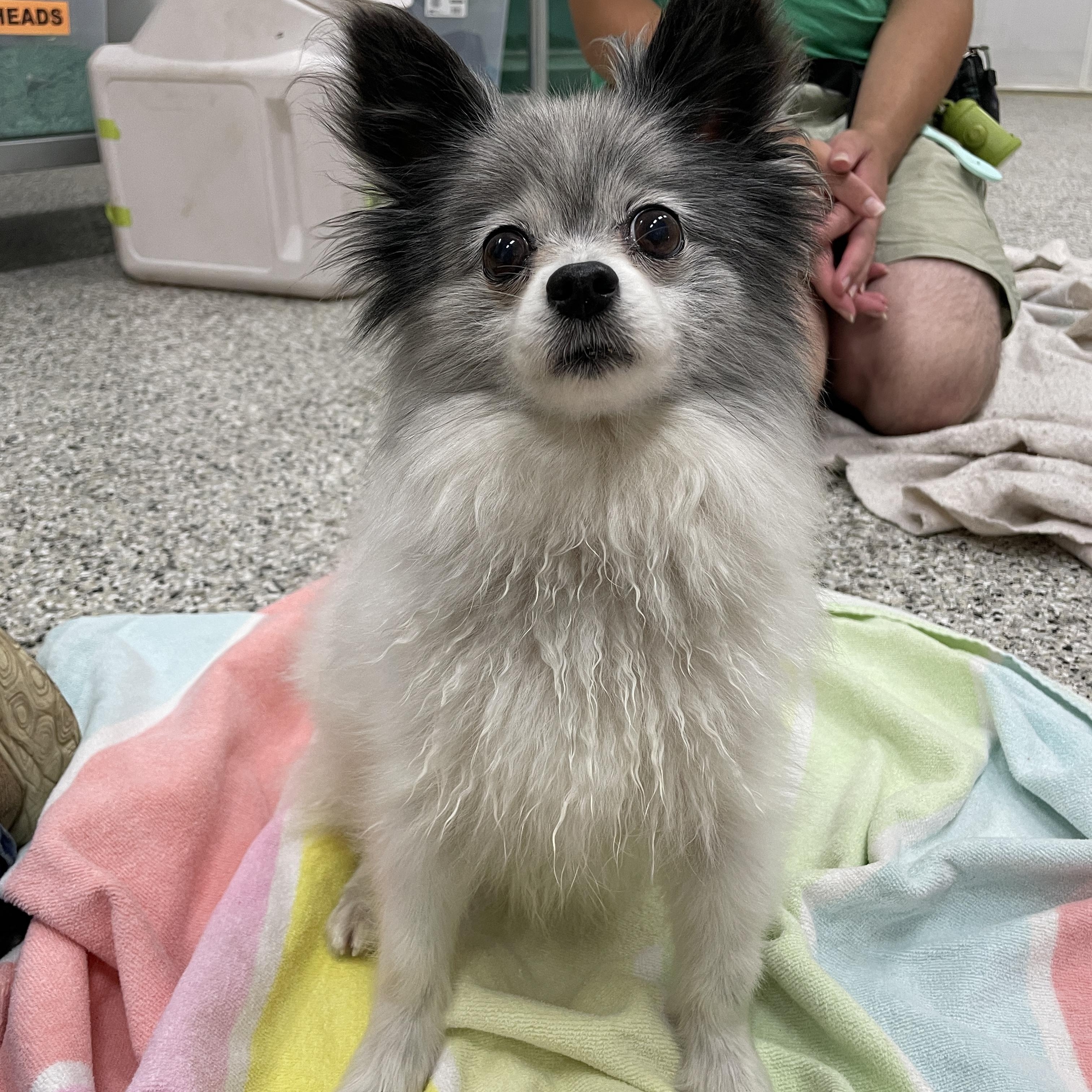 Isabella, a Adopted mixed breed in Lake Oswego, OR image 3/5