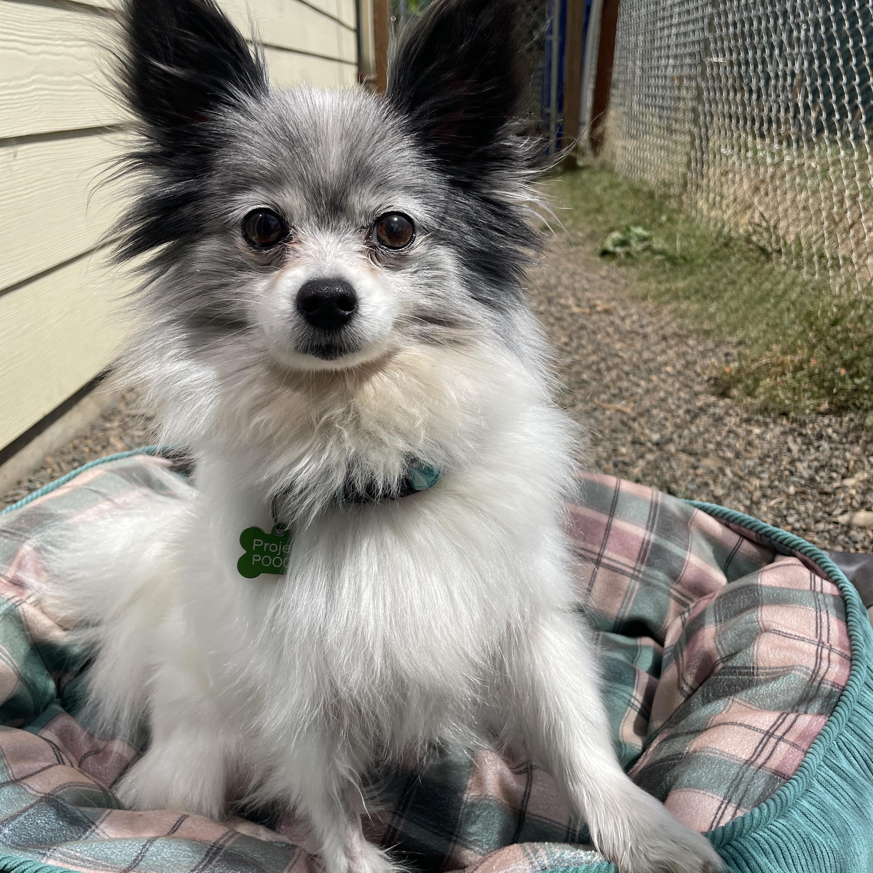 Isabella, a Adopted mixed breed in Lake Oswego, OR image 4/5