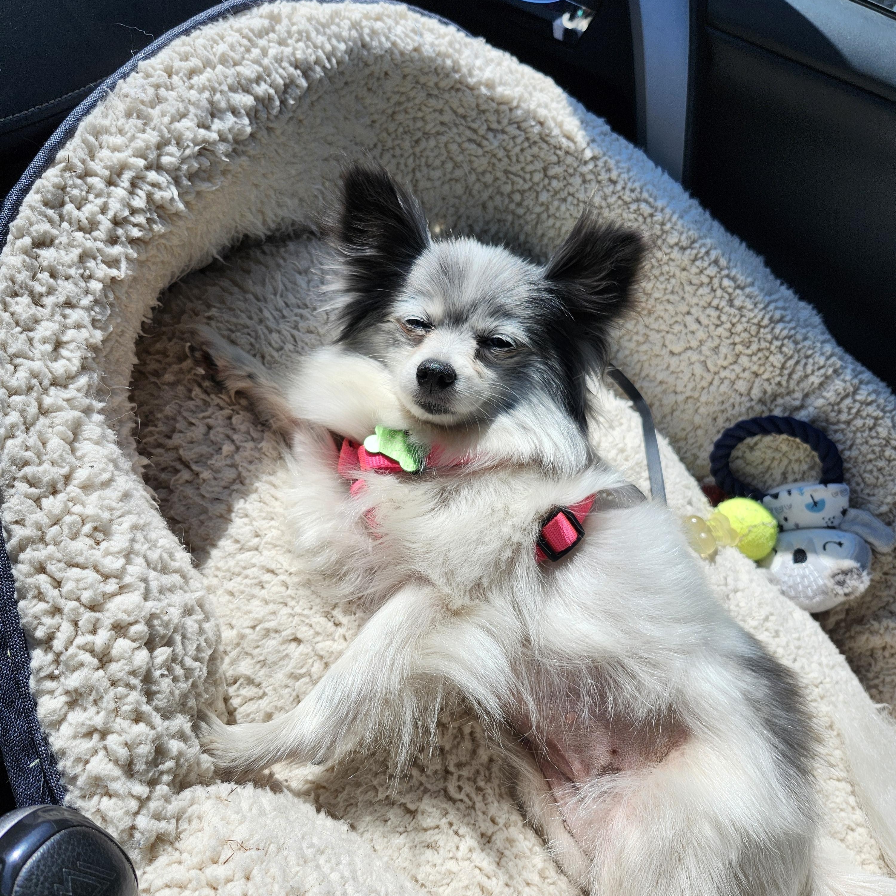 Isabella, a Adopted mixed breed in Lake Oswego, OR image 5/5