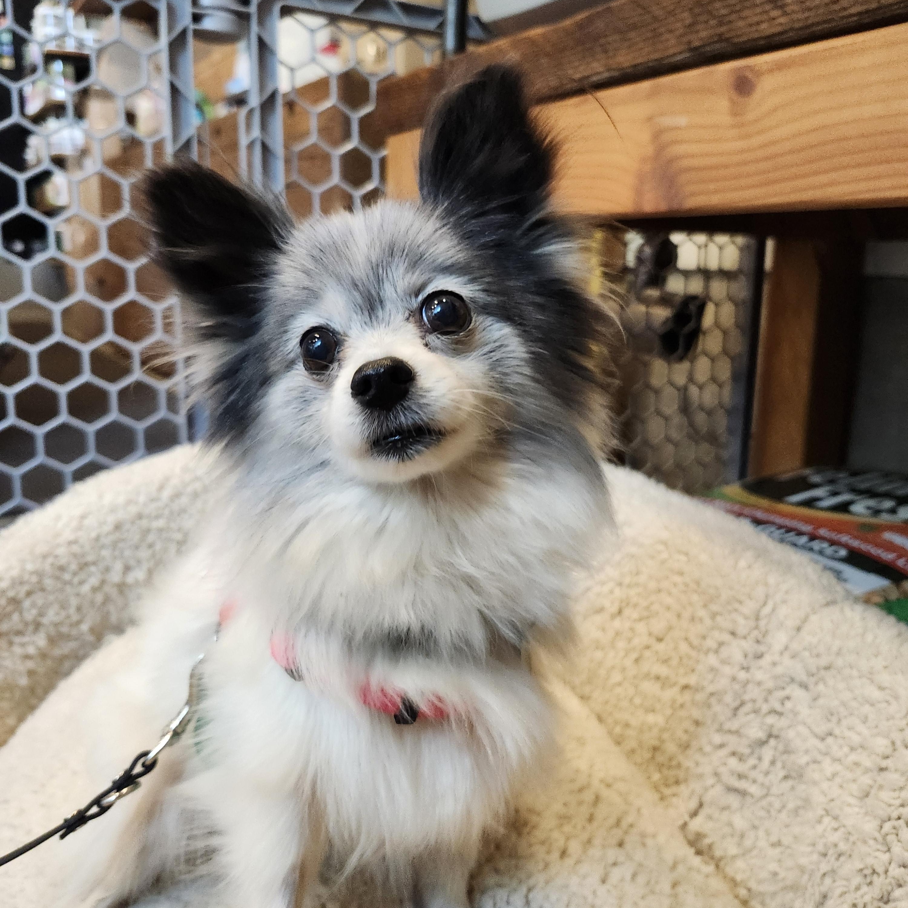 Isabella, a Adopted mixed breed in Lake Oswego, OR image 2/5