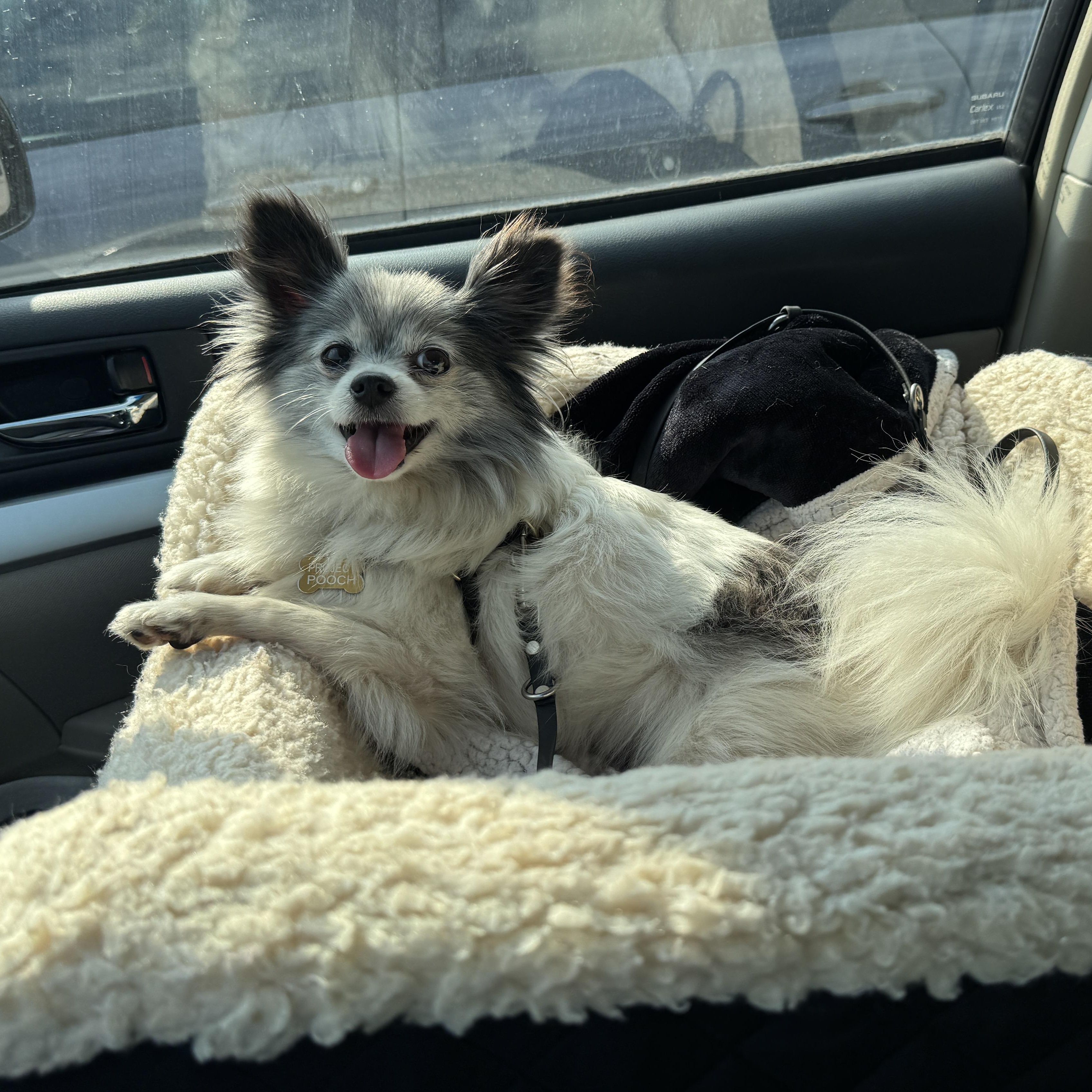 Isabella, a Adopted mixed breed in Lake Oswego, OR image 1/5