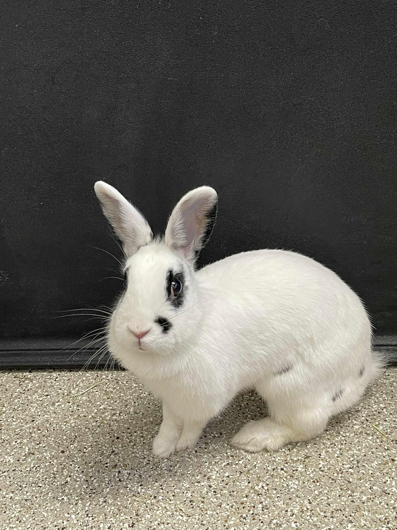 Marilyn Bunroe, a Adoptable English Spot in Whitehall, PA image 1/4