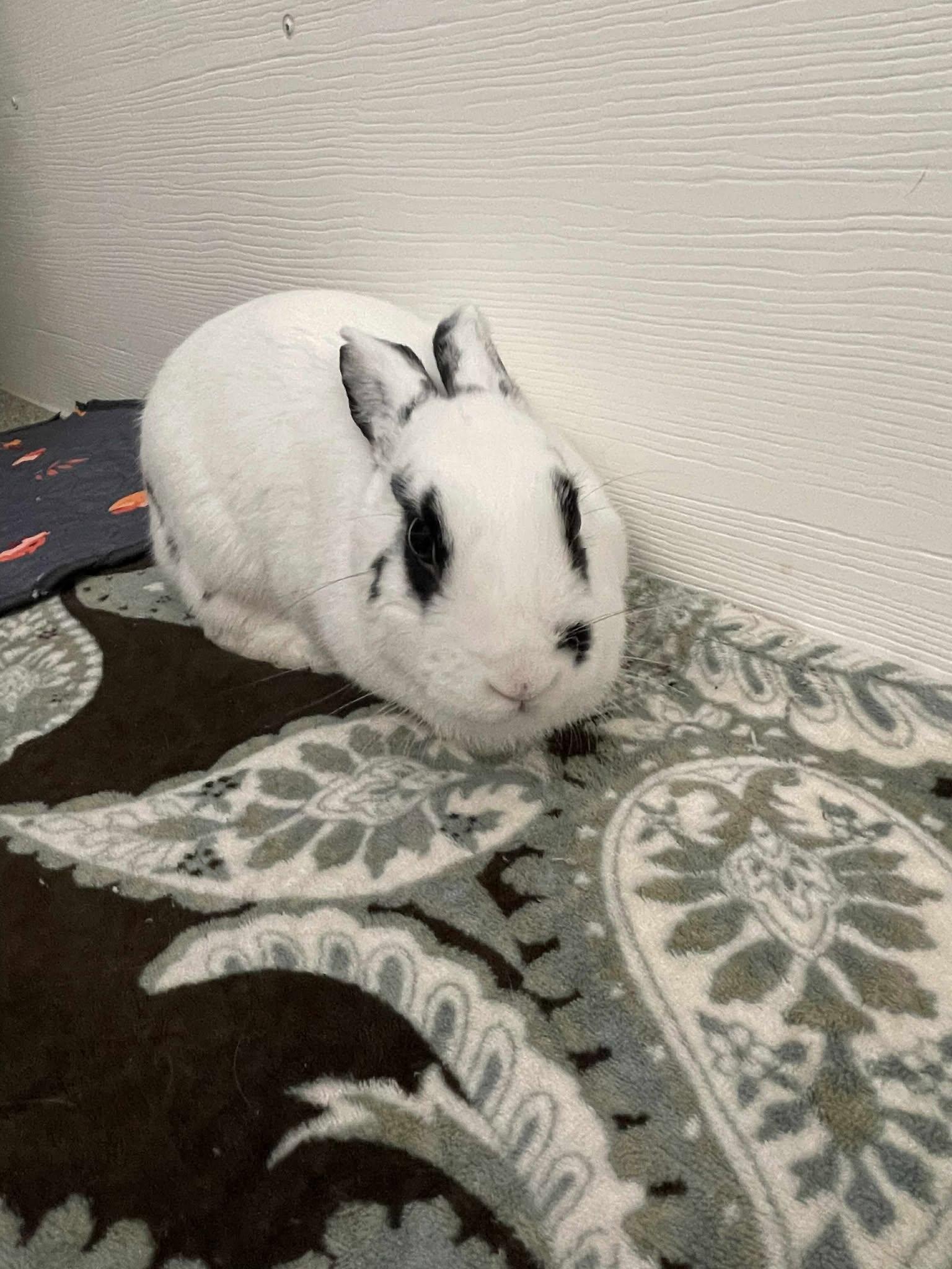 Marilyn Bunroe, a Adoptable English Spot in Whitehall, PA image 2/4