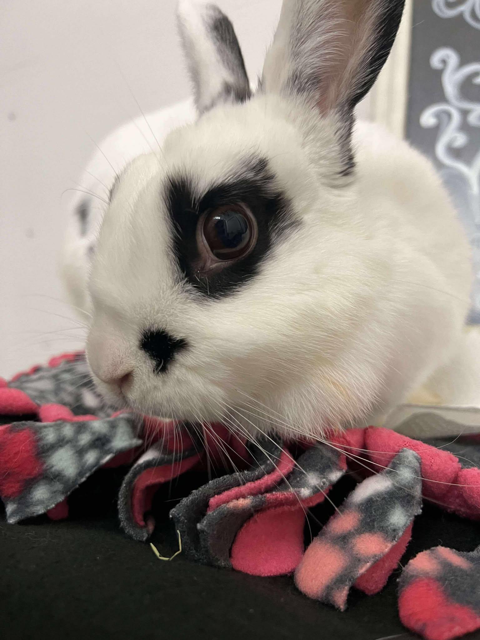 Marilyn Bunroe, a Adoptable English Spot in Whitehall, PA image 4/4