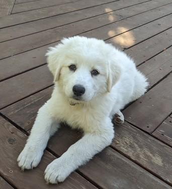 Cookie, Baby Female Great Pyrenees