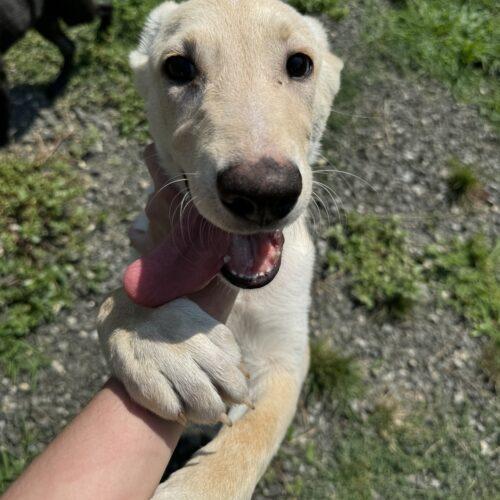 Annie/Suki (surrender), a Adoptable mixed breed in Hamden, CT image 1/5