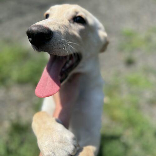 Annie/Suki (surrender), a Adoptable mixed breed in Hamden, CT image 2/5