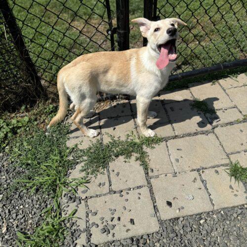 Annie/Suki (surrender), a Adoptable mixed breed in Hamden, CT image 3/5