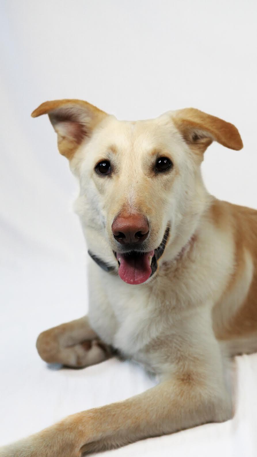 Enlarge Annie/Suki (surrender), a Adoptable mixed breed in Hamden, CT image 4/6