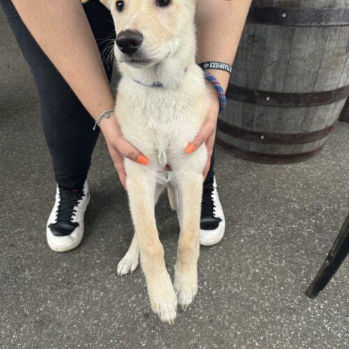 Annie/Suki (surrender), a Adoptable mixed breed in Hamden, CT image 4/5