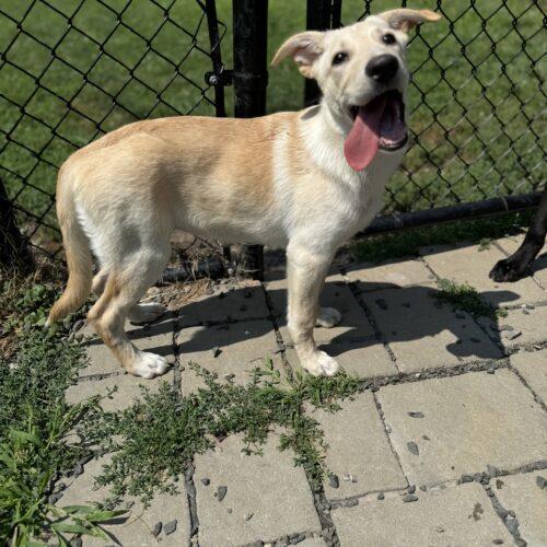 Annie/Suki (surrender), a Adoptable mixed breed in Hamden, CT image 5/5