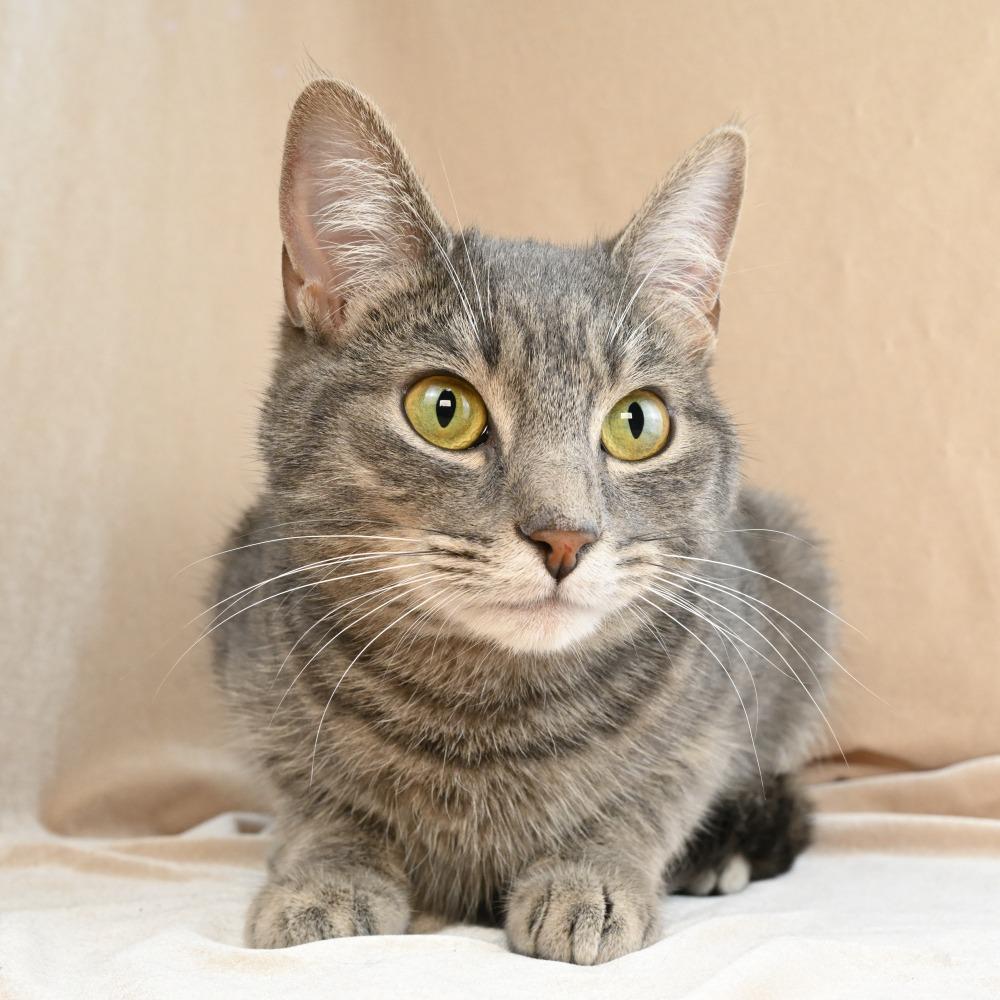 Enlarge Tabitha Gray, a Adoptable Domestic Short Hair in Mobile, AL image 1/6