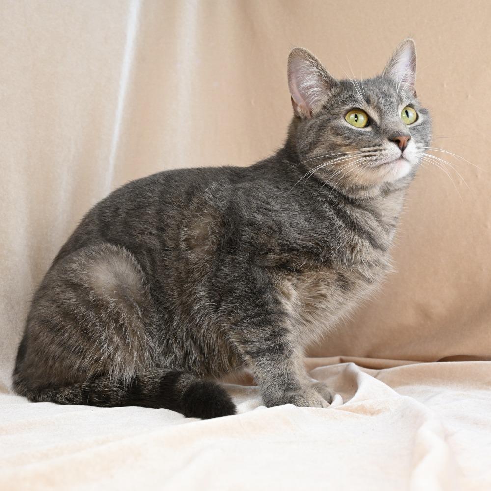 Enlarge Tabitha Gray, a Adoptable Domestic Short Hair in Mobile, AL image 2/6