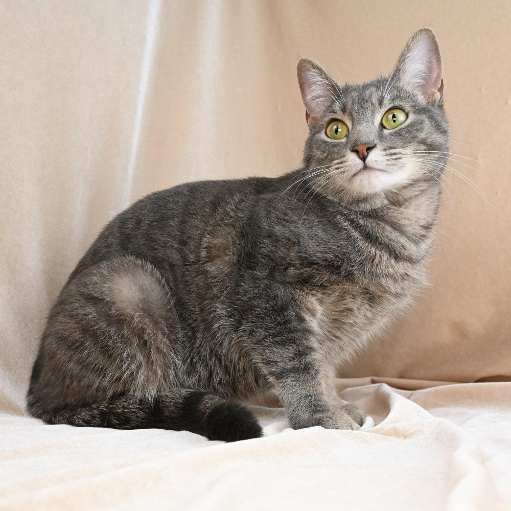 Enlarge Tabitha Gray, a Adoptable Domestic Short Hair in Mobile, AL image 3/6