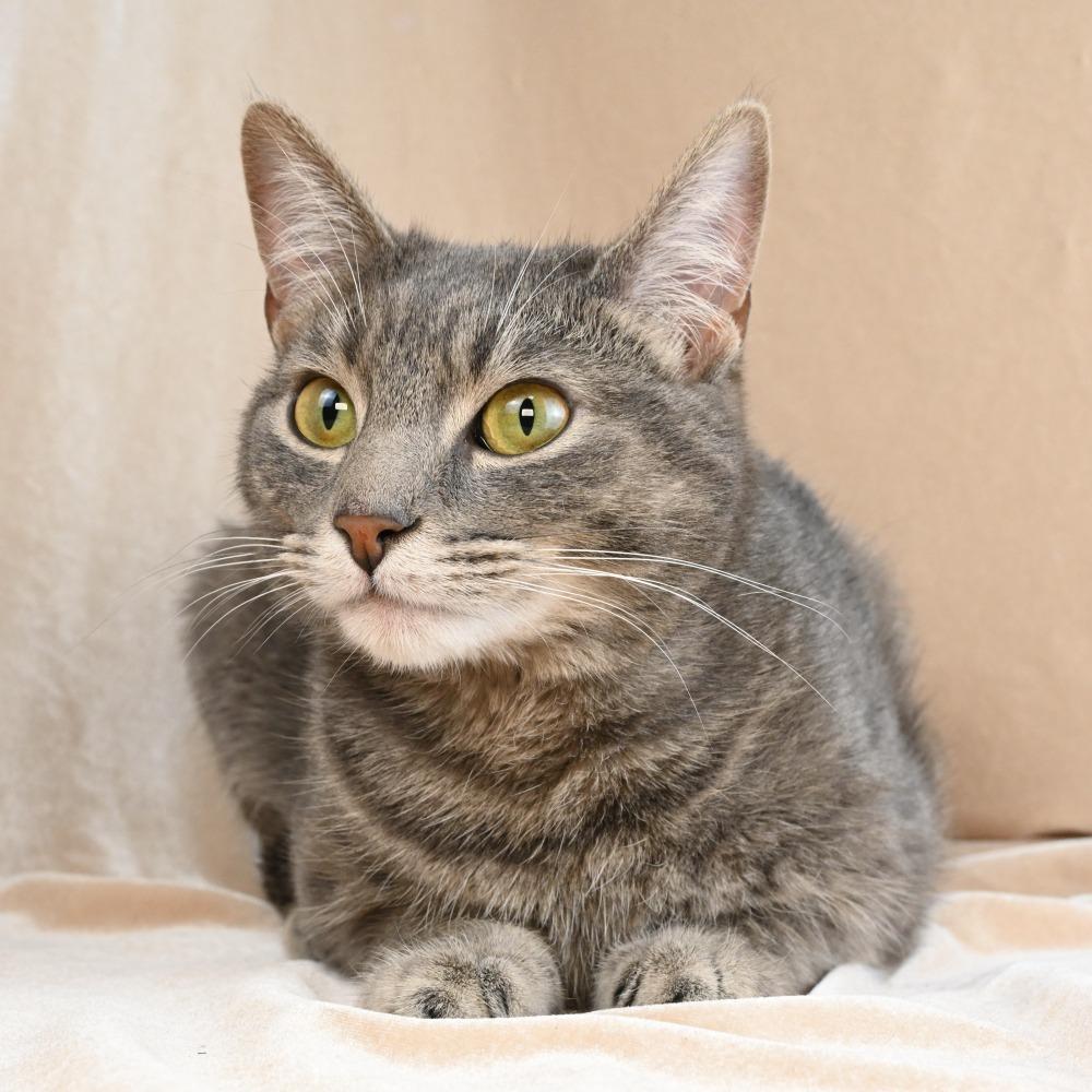 Enlarge Tabitha Gray, a Adoptable Domestic Short Hair in Mobile, AL image 4/6