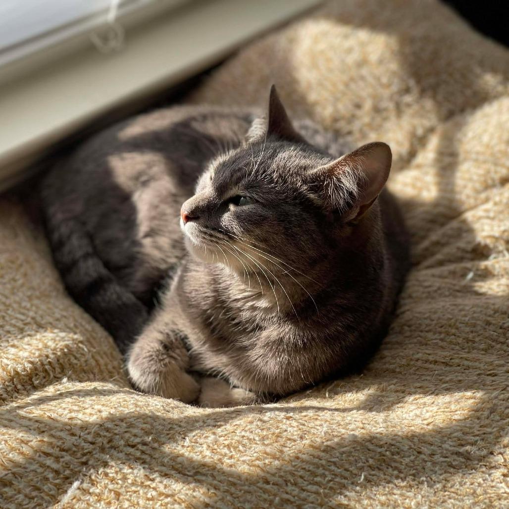 Enlarge Tabitha Gray, a Adoptable Domestic Short Hair in Mobile, AL image 5/6