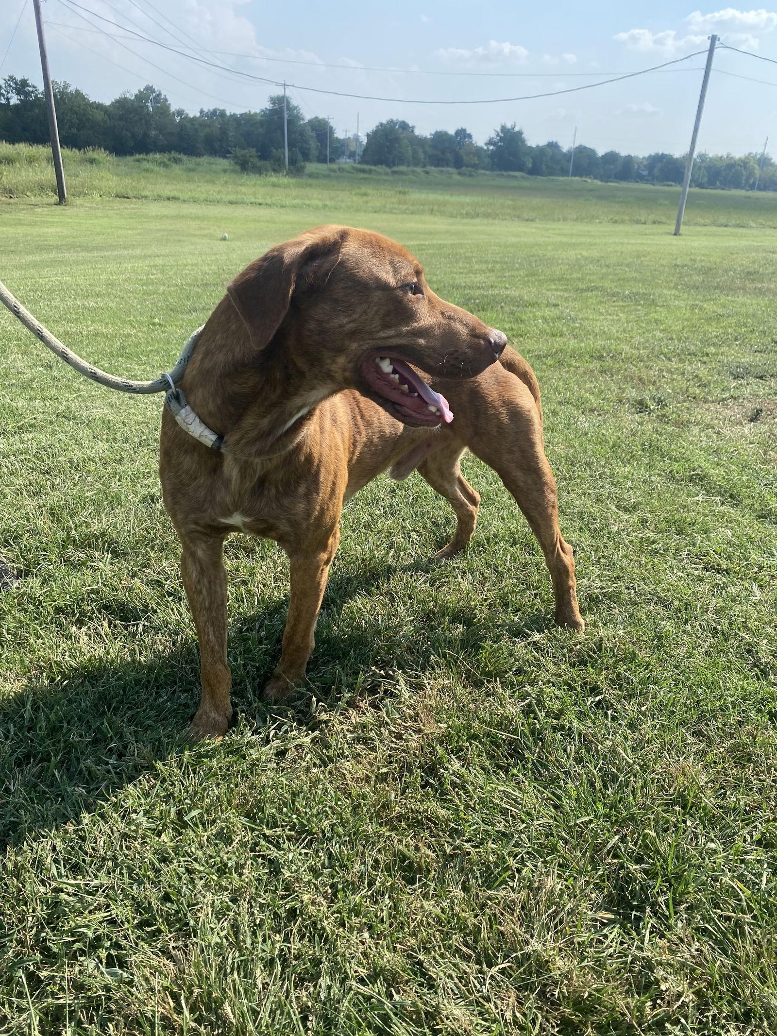 Enlarge Sheamus, a Adoptable mixed breed in Pryor, OK image 1/2