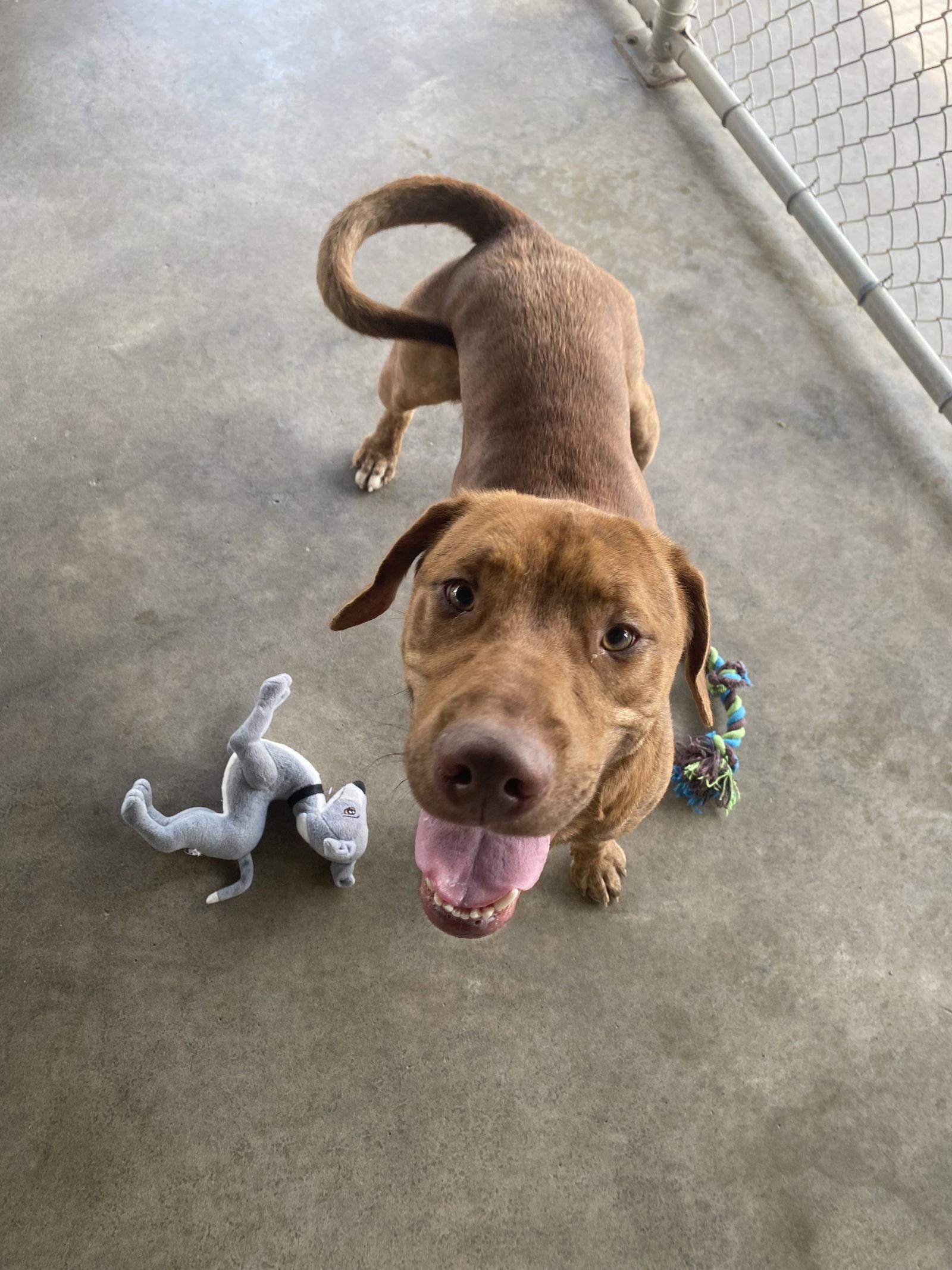Enlarge Sheamus, a Adoptable mixed breed in Pryor, OK image 2/2