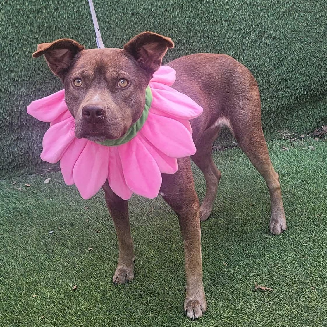 Dove — thumbnail 6