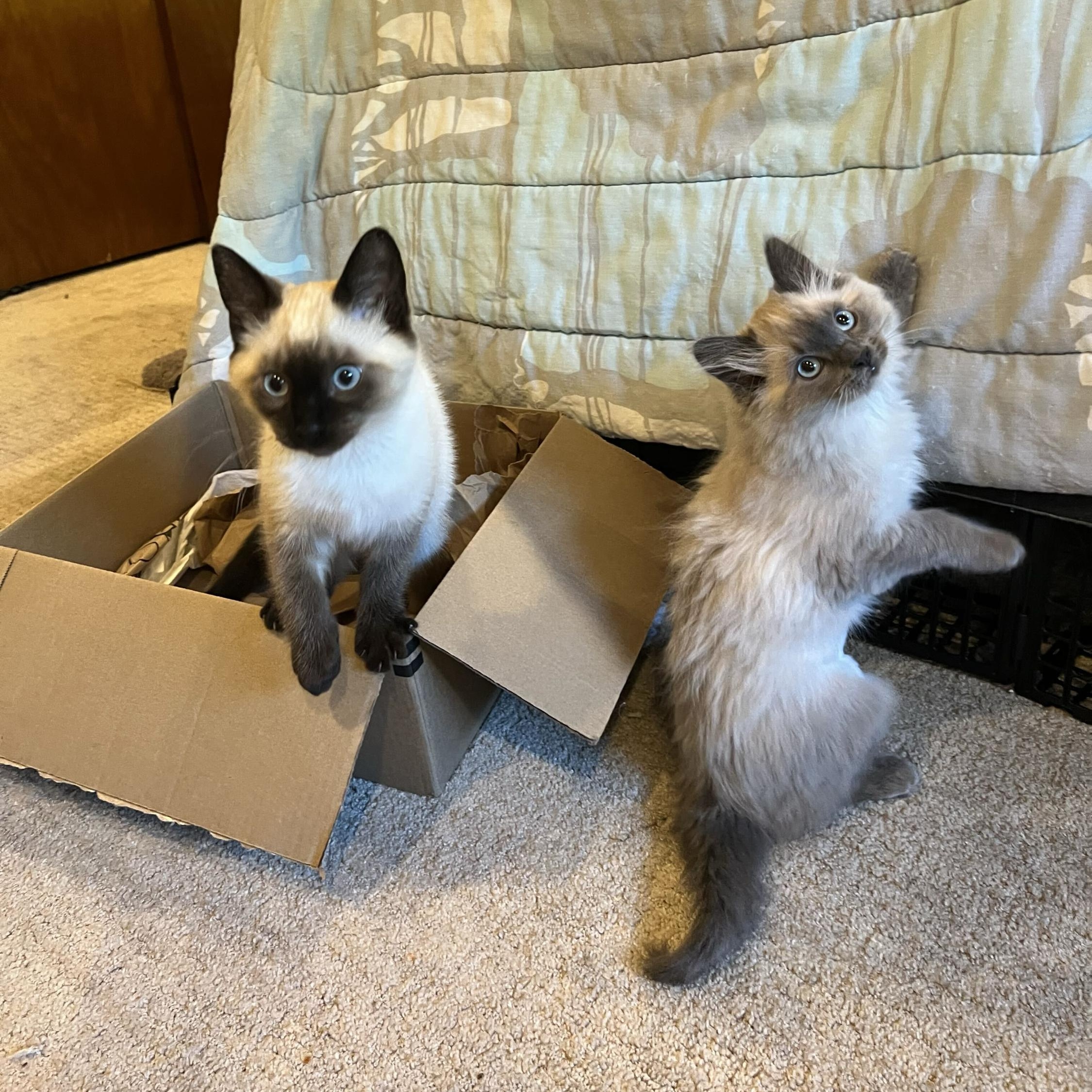 Scrap and Bree, adopted, Kitten Male Domestic Short Hair.