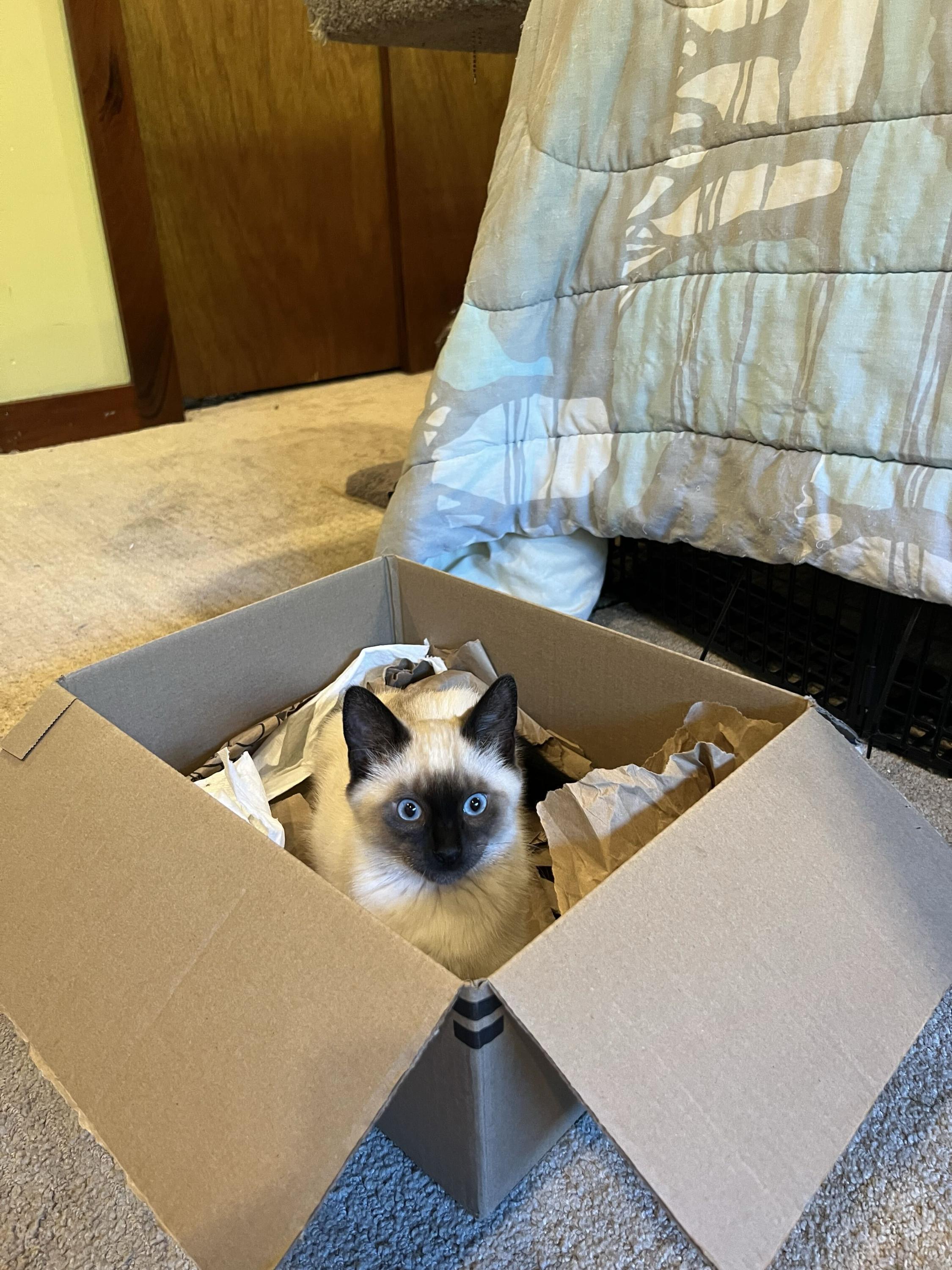 Scrap and Bree, an adopted Domestic Short Hair in Seattle, WA image 6/6