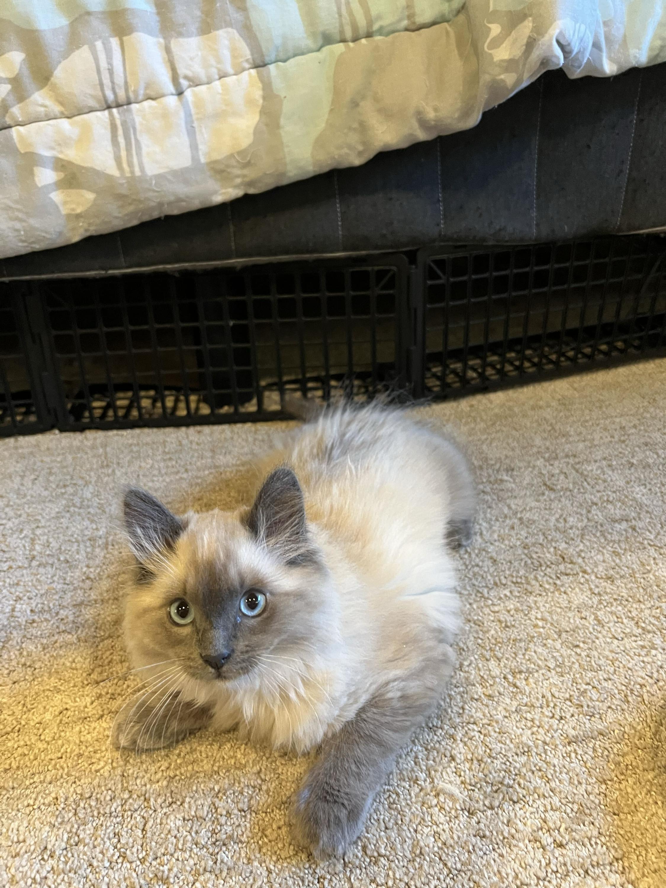 Scrap and Bree, an adopted Domestic Short Hair in Seattle, WA image 5/6
