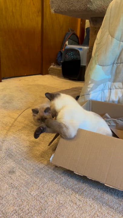 Enlarge Scrap and Bree, an adopted Domestic Short Hair in Seattle, WA video 2/6