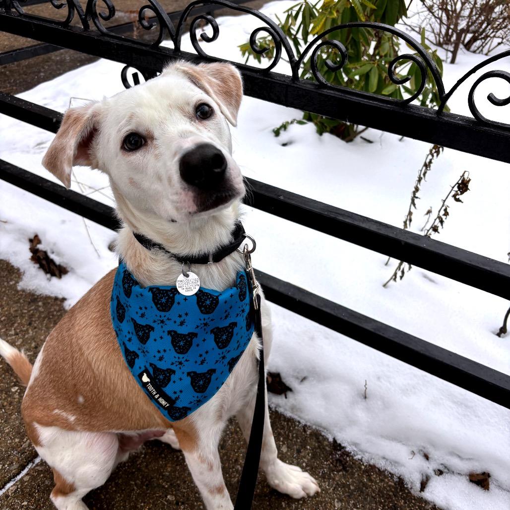 Oasis, a ADOPTABLE mixed breed in Chicago, IL image 2/4