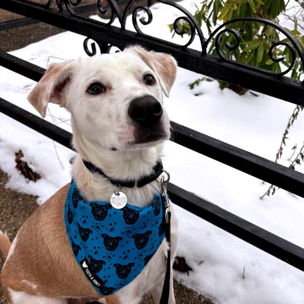 Oasis, a ADOPTABLE mixed breed in Chicago, IL image 4/4
