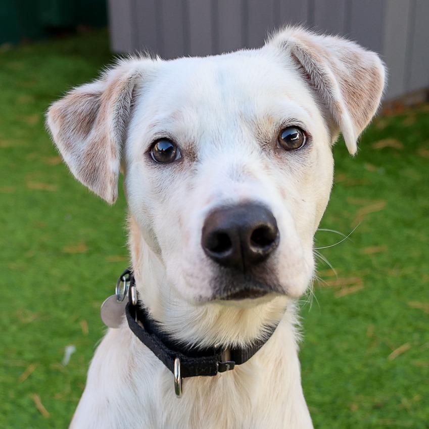 Oasis, ADOPTABLE, Adult Male Mixed Breed.