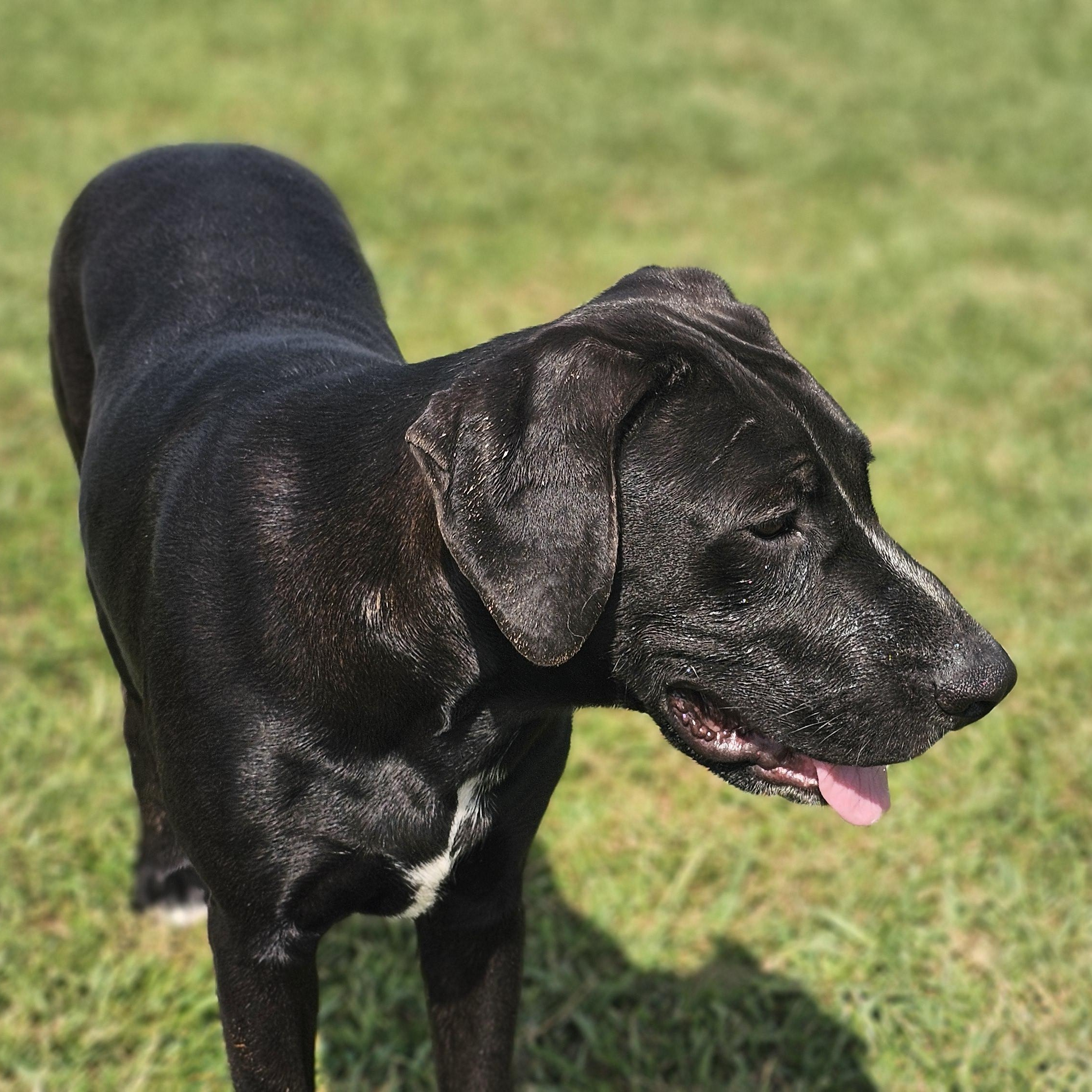 Jet, a Adoptable mixed breed in Raphine, VA image 3/4