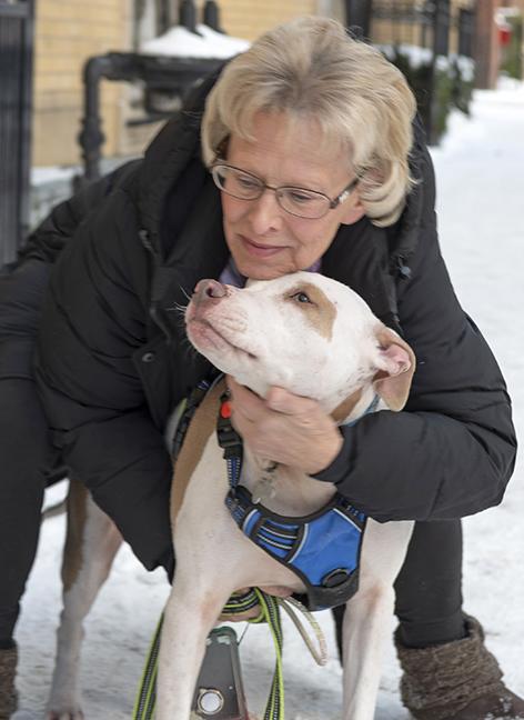 Enlarge Hank, a ADOPTABLE Pit Bull Terrier in Chicago, IL image 2/5
