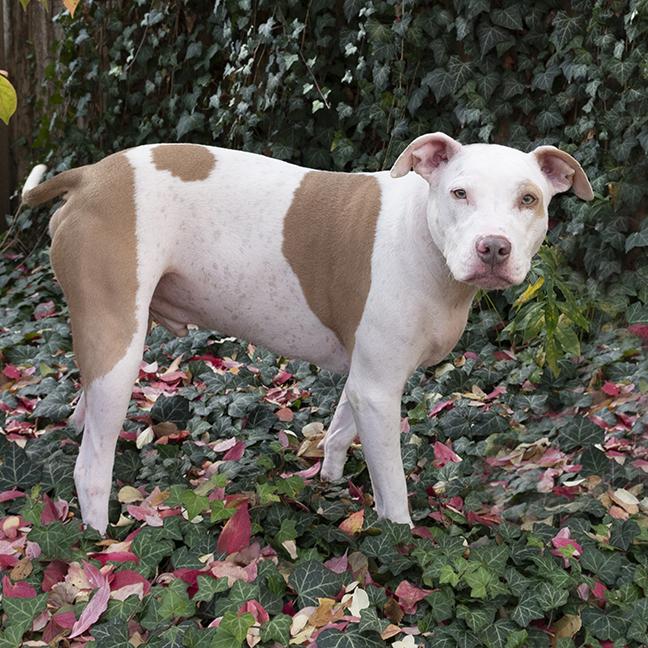 Enlarge Hank, a ADOPTABLE Pit Bull Terrier in Chicago, IL image 3/5