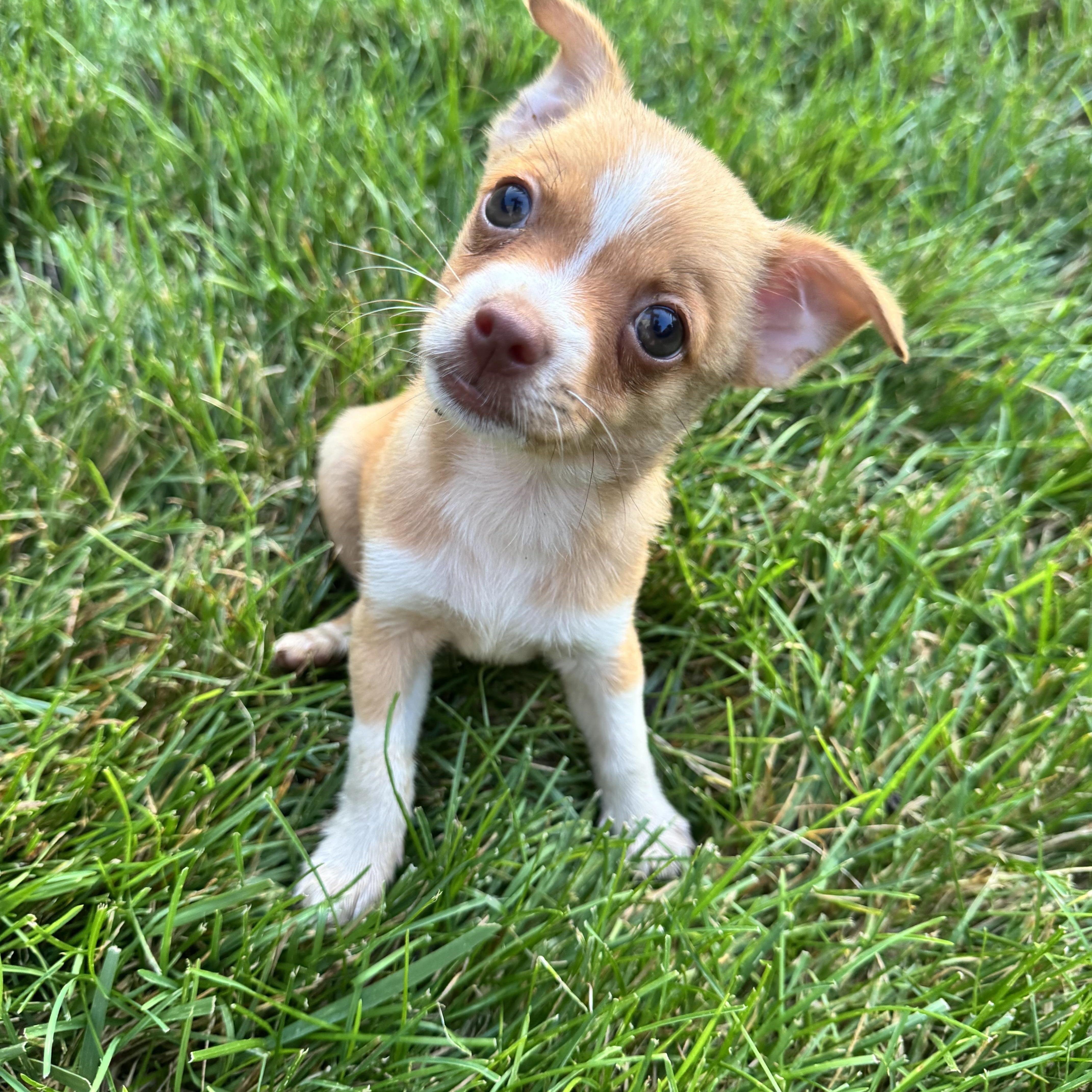 Bear, Adopted, Puppy Male Chihuahua.
