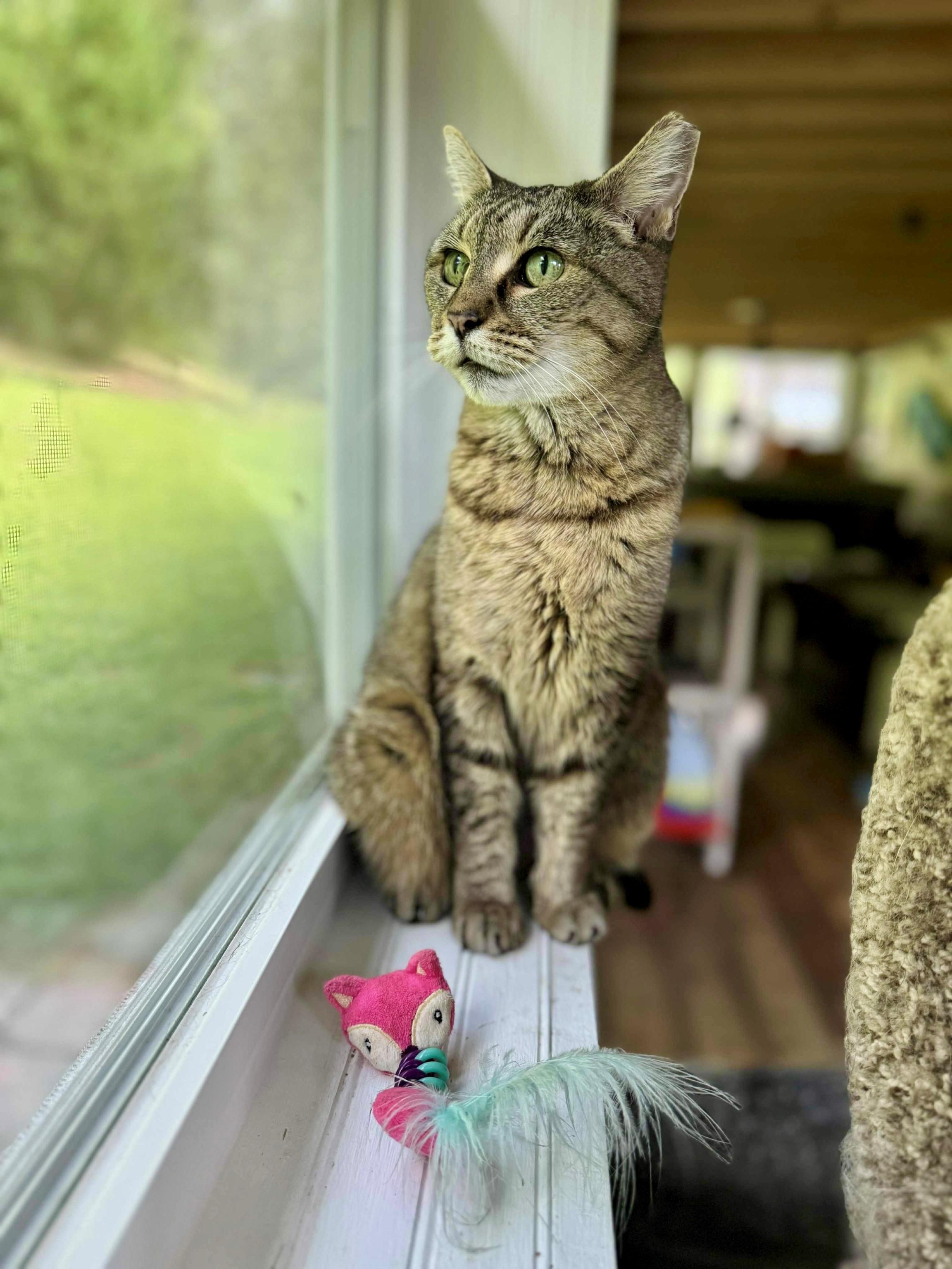 Greta (lap cat)