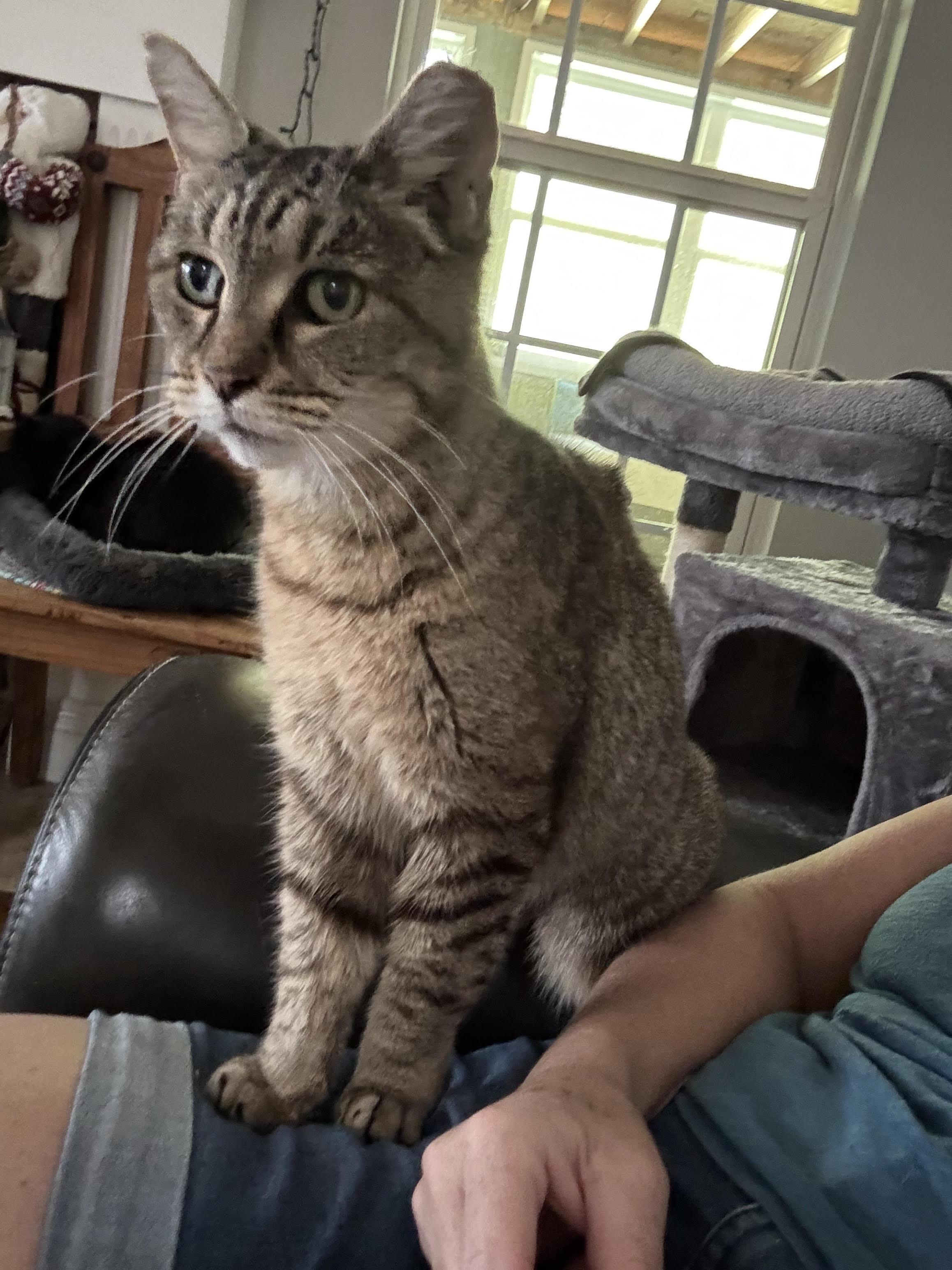 Greta (lap cat)
