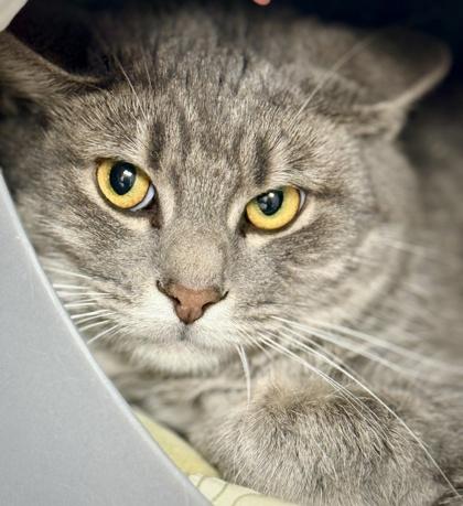 Enlarge Stevie, a Adoptable mixed breed in Gwinn, MI image 1/1